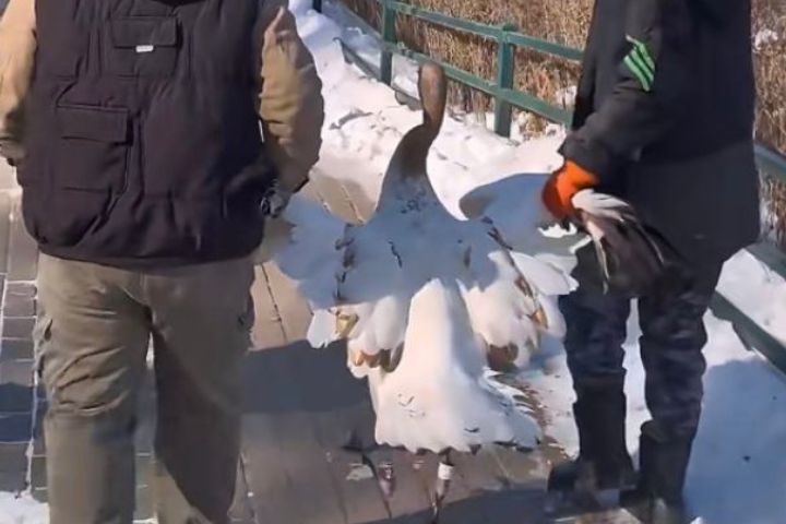 丹頂鶴幼鳥誤闖獅子山　森林動物園上演「插翅難飛」