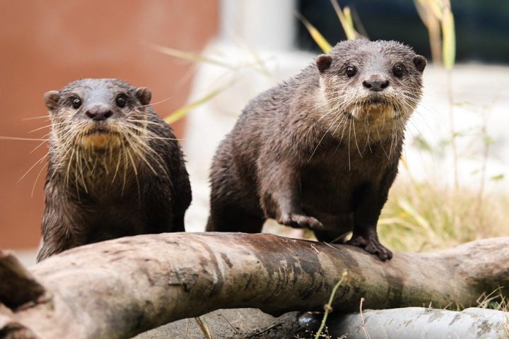 北市動物園小爪水獺搬家到台南　元旦起在頑皮世界與民眾見面
