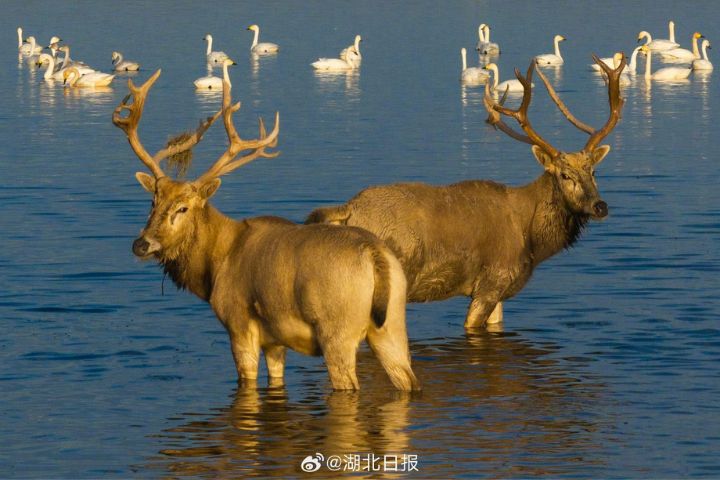 耶誕公老老乘的不是「麋鹿」而是「馴鹿」　馴鹿屬雪原　麋鹿屬中國湖澤