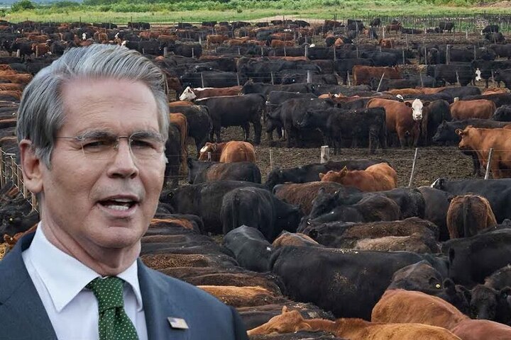 漢堡變貴了　貝森特控拜登政府放任移民散播染病牛隻