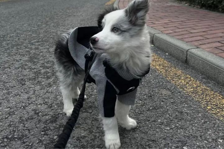 卡布從幼犬時期即擁有出眾外表與穩重氣質。圖/取自小紅書@卡布Cabo
