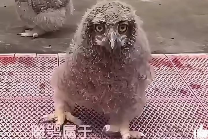 大眼萌萌雕鴞幼鳥被偽裝雞隻走私　雲南邊境救下46隻保護動物