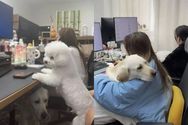 員工帶寵物上班後，整個氣氛瞬間軟化：狗狗趴在主人腳邊睡午覺、貓咪在文件堆上曬太陽。圖/取自《頂端新聞》