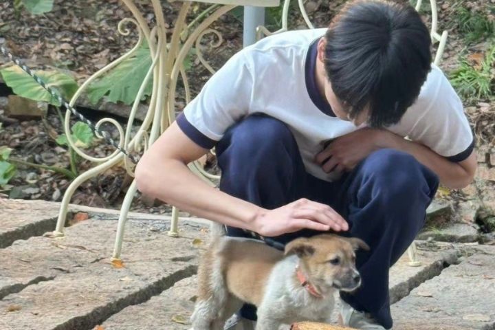飼主在與愛犬互動時，喜歡順手摸摸牠們的腦袋。圖/取自娛情Lab微博