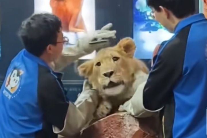 猛獸界「情緒最穩」小獅？哈爾濱「小毛」下巴隨便摸