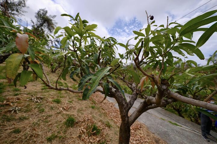 整株芒果樹上只有一顆結果。圖/翻攝自徐富癸《臉書》