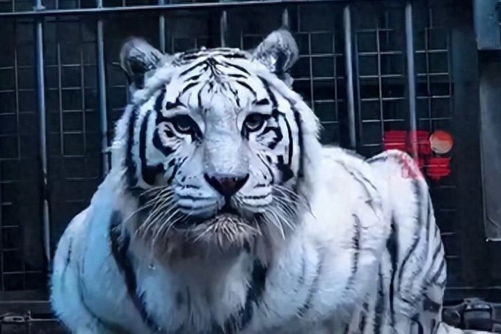 「虎界劉亦菲」青島動物園白虎「小孬」顏值圈粉
