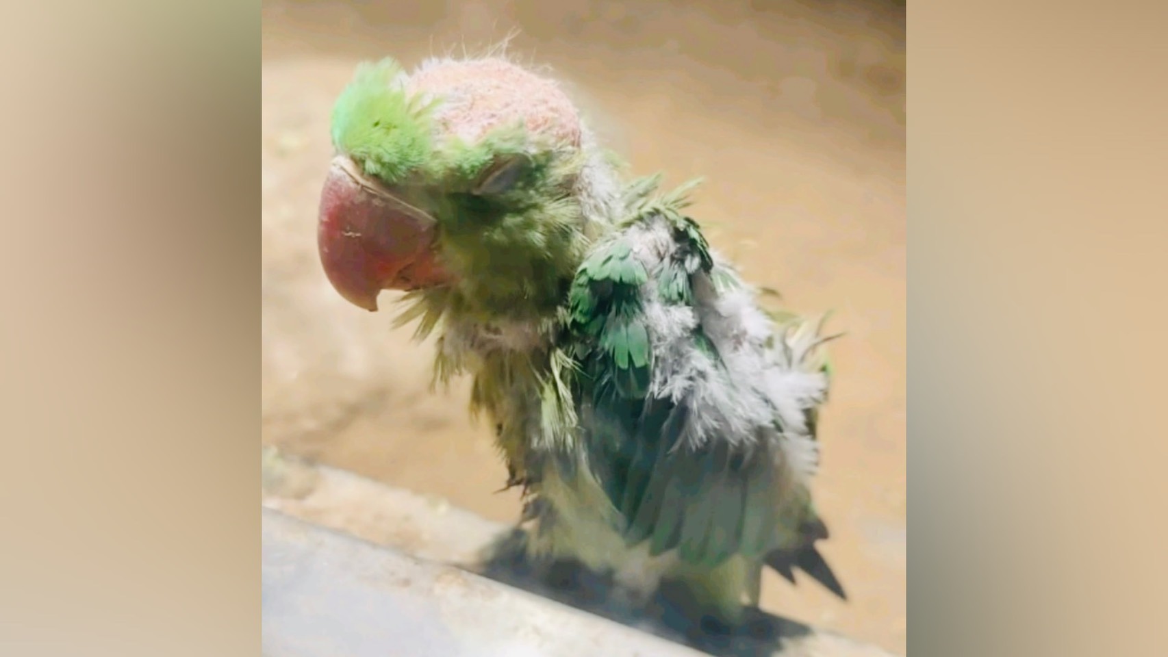 網友在北京動物園看到一隻頭頂禿毛的綠色鸚鵡，質疑這隻鸚鵡寶寶「遭霸凌」。圖/取自網路影片