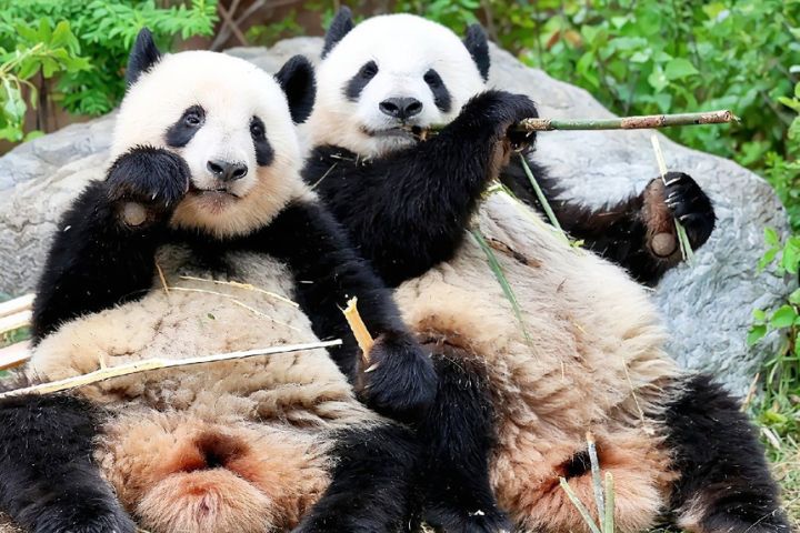 日本快要沒有大貓熊了　上野最後兩隻2026年返回大陸