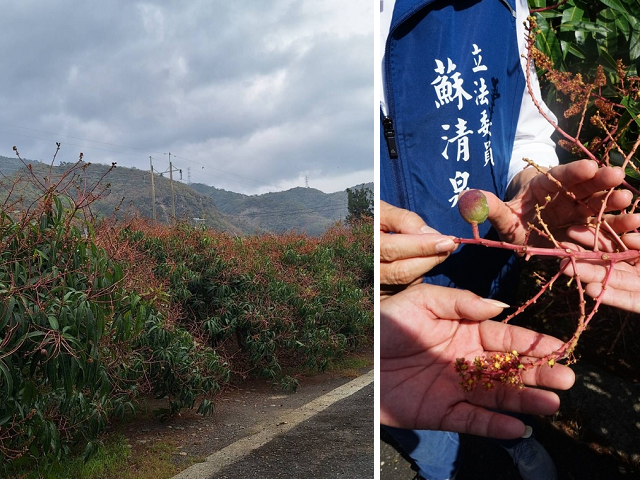 屏東地區的芒果已經進入盛花期及著果期（左），但因病蟲害導致落花落果嚴重（右）。圖/取自中央社