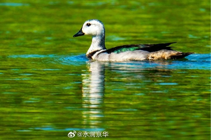 世界最小的鴨子現身衡水湖　棉𠒎首度在大陸河北被發現