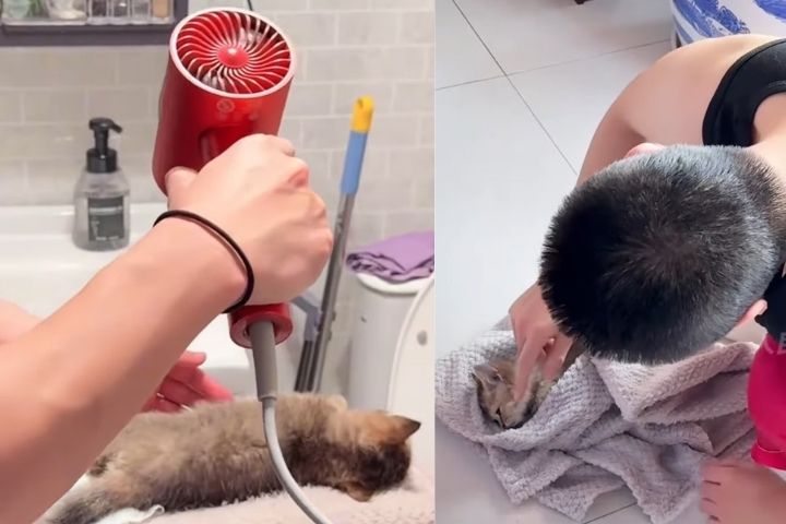 零下23度凍僵小貓命懸一線　他們比死神早到一步