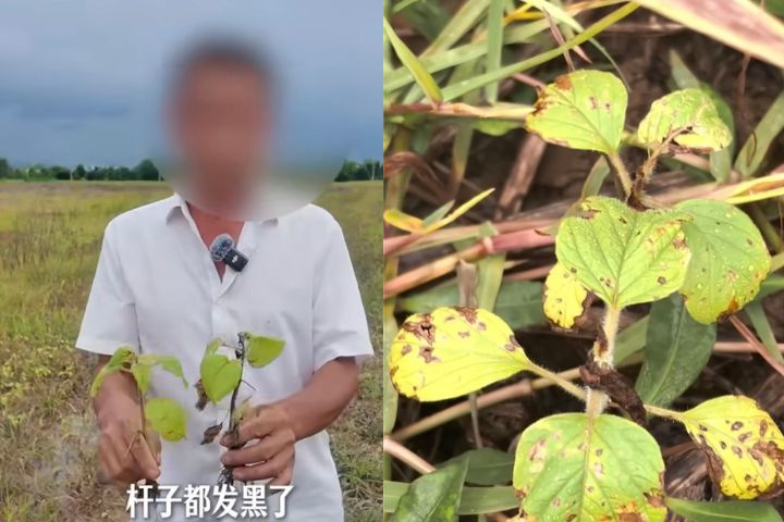 全都問、全部信　陸農夫照著AI噴農藥　150畝芝麻枯死　