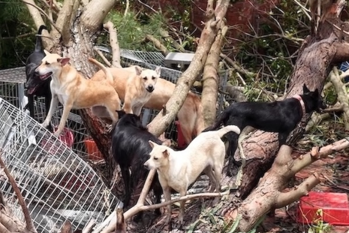台灣動物緊急救援小組出動無人機，發現颱風丹娜絲摧毀貓狗的家園。圖／台灣動物緊急救援小組提供
