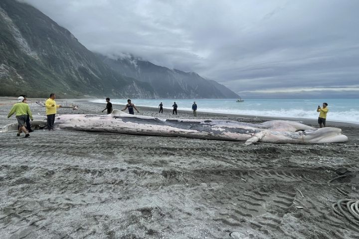 花蓮崇德外海發現15.4公尺鯨屍　疑為罕見長須鯨或大村鯨　