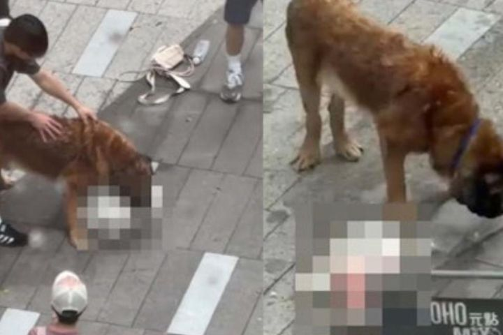 60公斤大狗20分鐘咬死兩隻小狗　香港元朗飼主遭逮捕