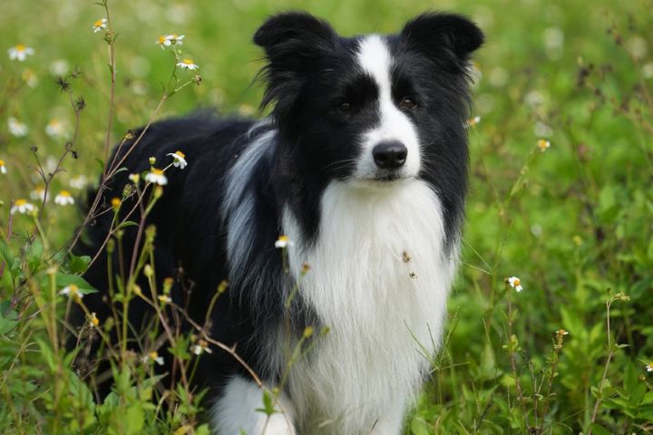 邊境牧羊犬一犬驅羊三千 影片熱傳 展現高超牧羊天賦
