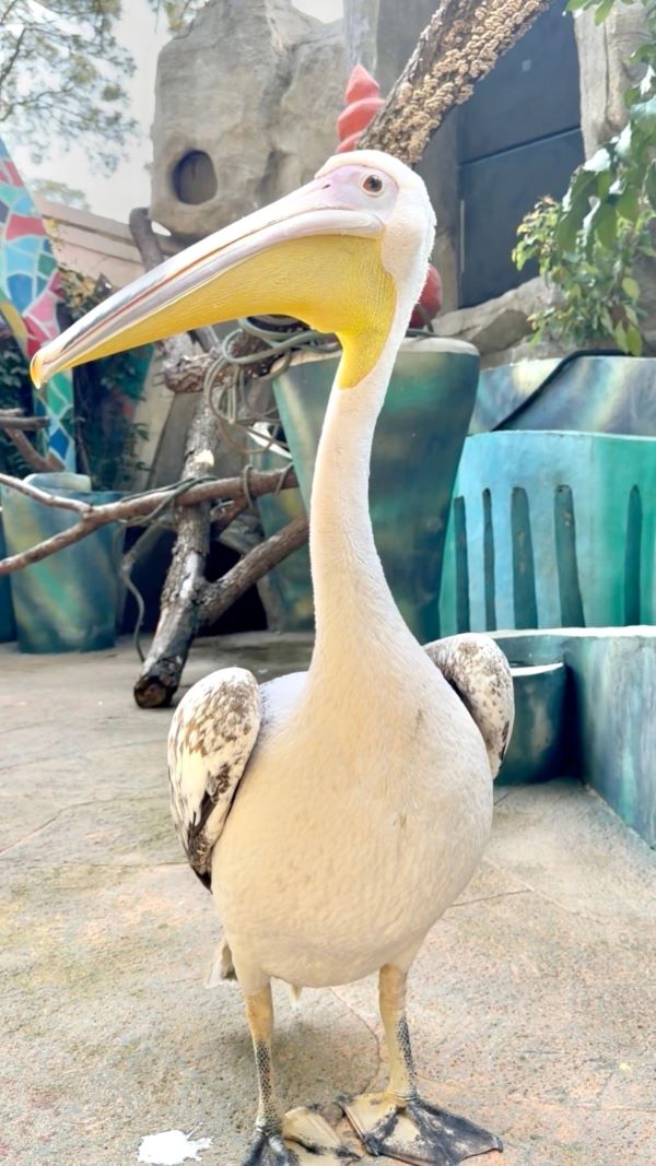 湖北武漢一座野生動物園近日因一隻名叫「憨憨」的鵜鶘爆紅網路。牠不僅「試吃同事」,甚至對遊客伸出大嘴,引發熱議。圖/取自九派新聞