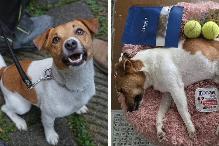 花蓮搜救犬Wilson死因成謎！工作犬協會訴求改革：離開時要有真相