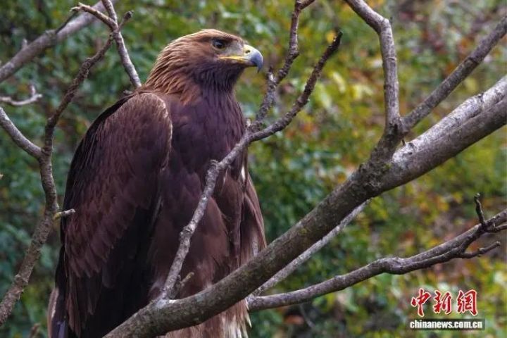 猛禽金雕現蹤湖北巴東金絲猴保護區　清晰入鏡