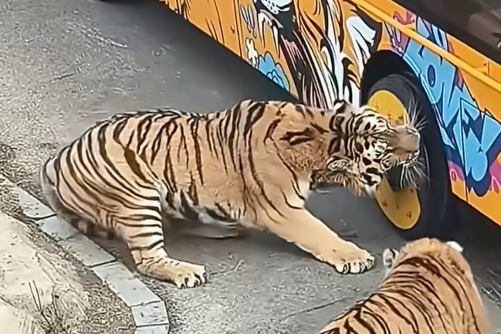 老虎啃遊園車輪胎卻「卡牙」　同伴救援反遭「暴打」