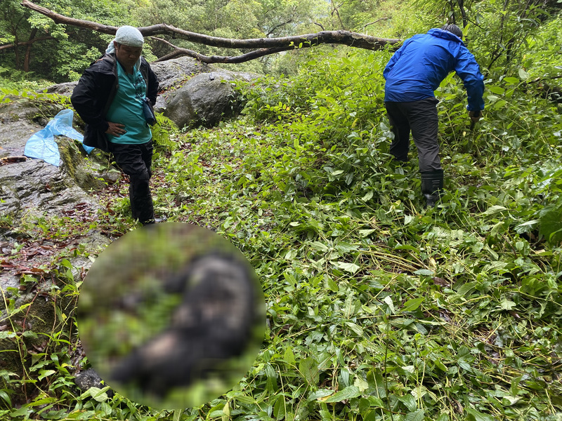 一隻健壯無缺趾的成年雄性台灣黑熊,不幸在玉山國家公園內中槍身亡。圖/中央社
