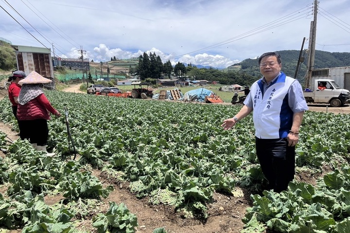 南投仁愛山區暴雨夾冰雹，蔬菜遭砸受損。圖/取自中央社