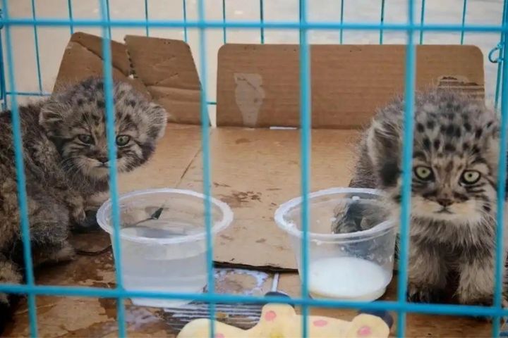 兔猻寶寶應是與母獸走散，誤闖施工現場後尋找庇護場所。圖/取自騰訊網