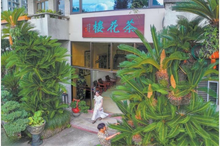 最貴的「巨型玉米棒」溫州300歲鐵樹開出7朵「金花」