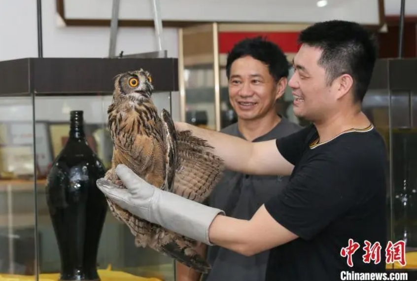 動物學碩士黃祥財（右1）檢查救助的雕鴞並作詳細記錄，這些訊息將提供給相關院校及一些機構，為研究鳥類及救助提供第一手資料。圖/取自中新網