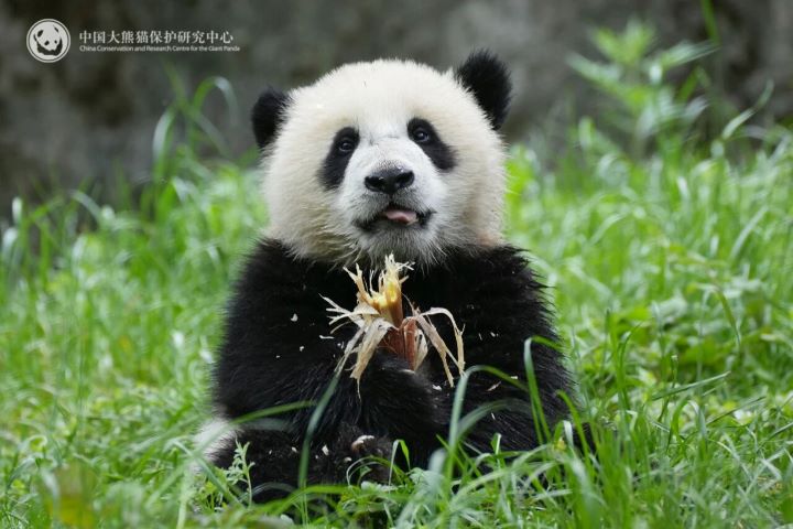 大貓熊圓滾滾、身材壯碩,老鼠對牠們真正的威脅,是可能把病菌帶進食物與生活環境。圖/取自臥龍神樹坪基地公眾號