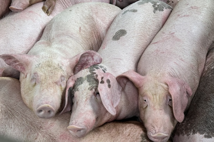 2027年全面禁廚餘養豬　農業部將推黑豬專案 