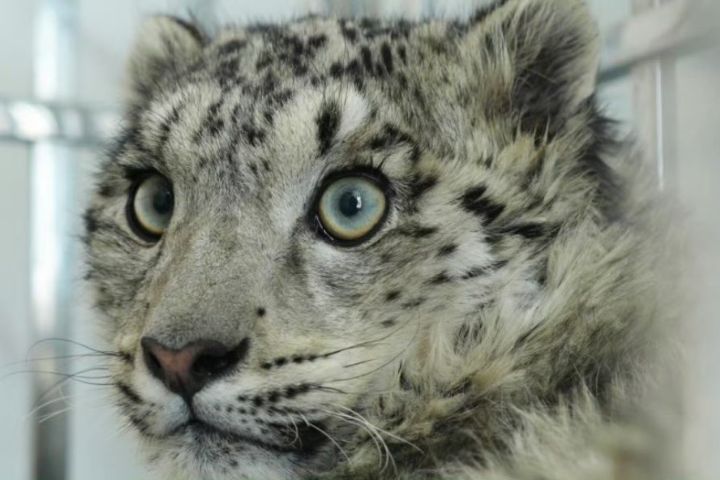 「雪山之王」不敵氂牛？雪豹寶寶「凌小明」命危搶救中