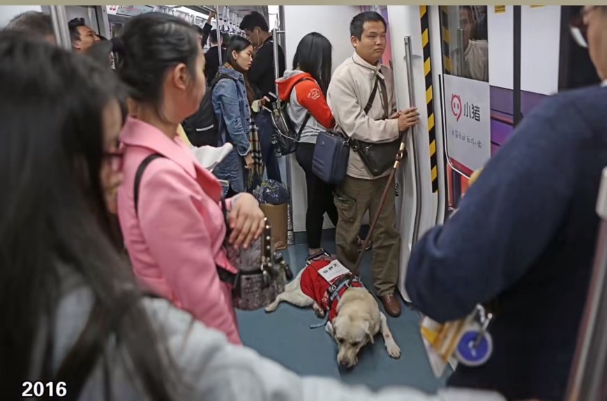 導盲犬「奧斯卡」陪伴調音師主人搭捷運。圖/取自影片截圖