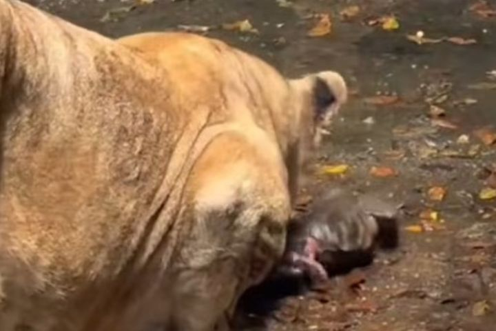 虎寶寶誤墜獅群嚇壞遊客　母獅溫柔舔舐　幫忙清理臍帶