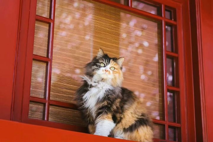 【故宮百年系列四】故宮貓：紫禁城「活文物」的百年守護