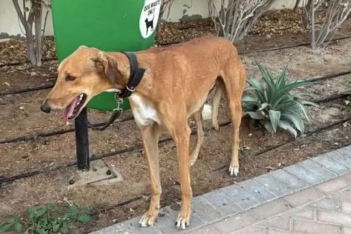 杜拜爆「寵物遺棄潮」　健康貓狗被要求安樂死　收容所好崩潰