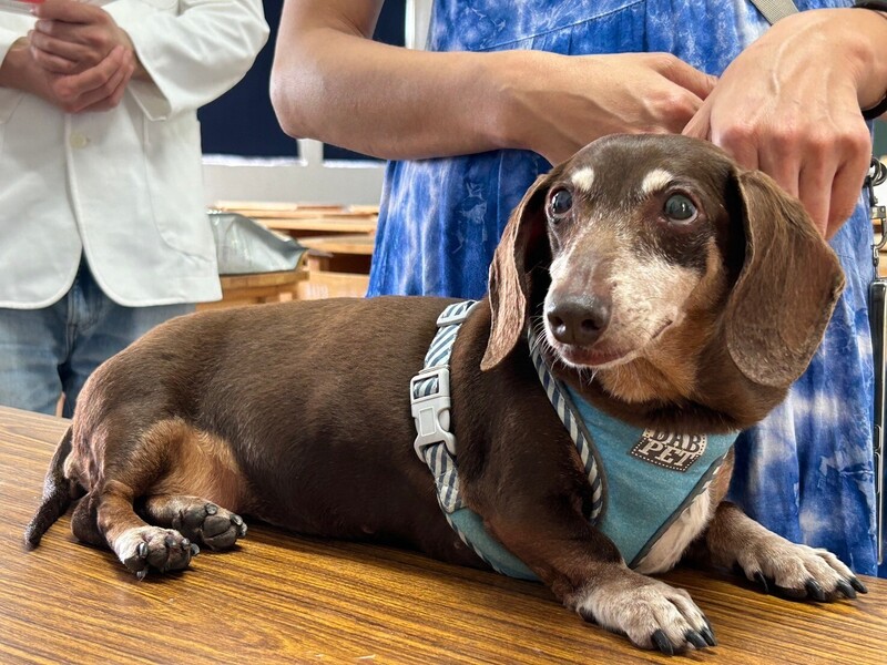 校犬難馴屢傷師生 中華商海疑發問卷擬退養惹議