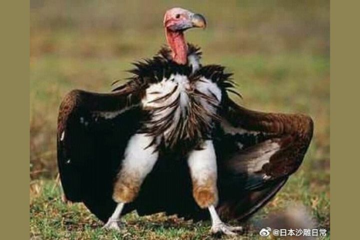 武漢動物園禿鷹「蹦蹦跳跳上班」　飼養員：開心老員工