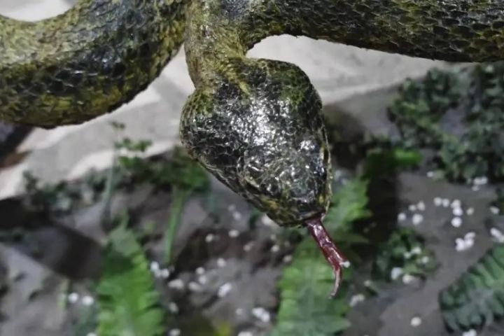 珍貴蛇標本被當玩具！家長拿下「莽山烙鐵頭」給孩子玩　舌頭斷、腹部裂開