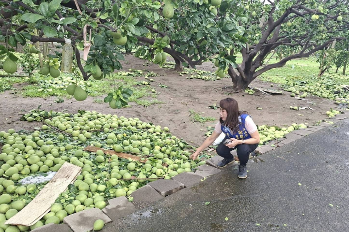丹娜絲颱風重創台南麻豆 落果8成！賴清德南下承諾從速補助