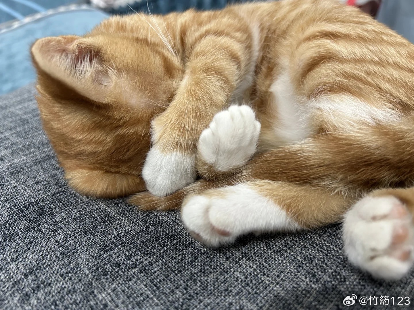 貓咪打呼，讓人類心甘情願投降！圖/取自竹葯123微博