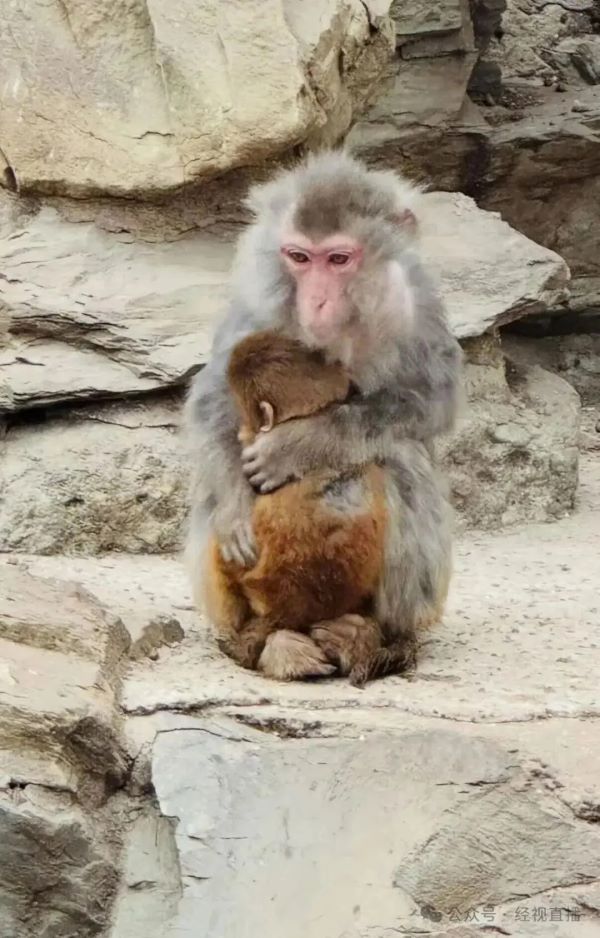  小獼猴蜷縮身靠著媽，讓不少網友直呼「看著十分可憐」。圖/取自經視直播