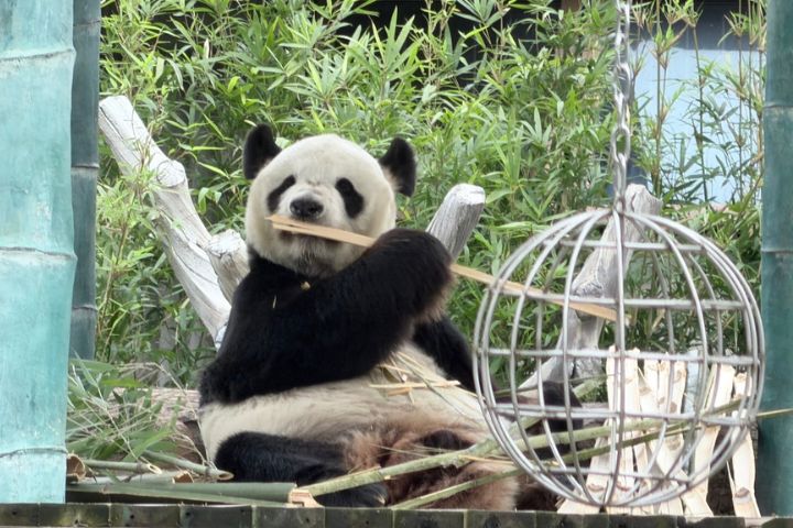 岳陽中華大熊貓苑　10隻萌寶態進食模樣療癒吸睛