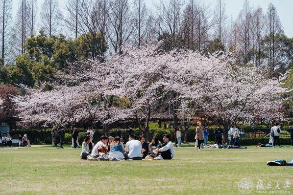 「第四輪學科評估」是大陸大學純粹選系的工具。圖/取自復旦大學官網