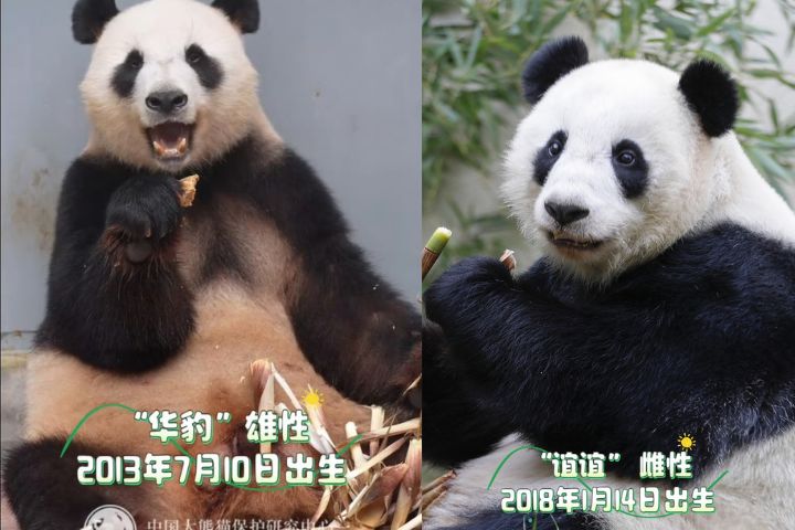 13隻明星搬新家　大陸第3座大貓熊保護中心　綿陽基地運行