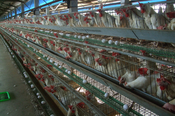 15萬顆毒雞蛋撼全台！他揭「尾碼全是C」藏關鍵　食藥署回應了