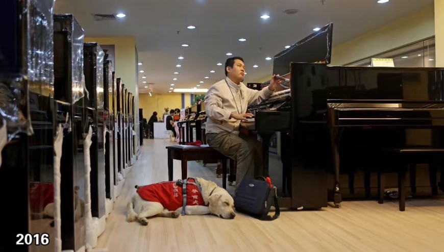 導盲犬「奧斯卡」在工作中陪伴調音師主人。圖/取自影片截圖