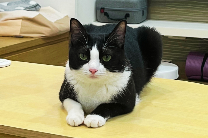 飼主注意！寵物過世未除戶可罰1萬5　網諷：物品又可以變生命了