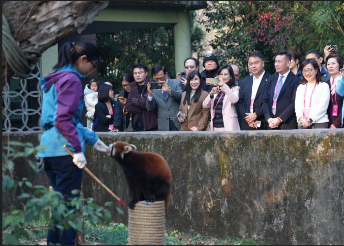 上海小貓熊要來了　打臉沈伯洋　蔣萬安：很有意義